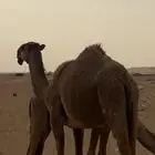 بكره السن حقه مكسوره
