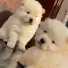جراوي تشاو تشاو للبيع