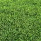 ثيل عشب طبيعي مضمون مياه ابار