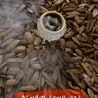 مروكي كنق فاخر 1300 الكيلو