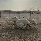 ضان 31 بالفحل معها 4