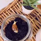 الحلزون متوفر تمارا