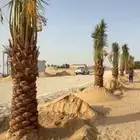 الملكه العربية السعودية