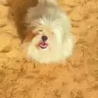 للبيع كلب شيتزو