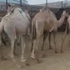 حشو لباني ومفاريد للبيع ( تم البيع ولله الحمد )