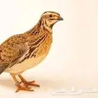 سمان منظف جاهز جازج يوميا