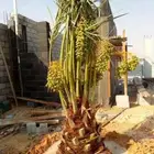 يوجد لدينا جميع انواع النخل العربي الزينه توصيل يشمل جميع من