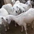 للبيع