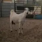 معزاء بيشيات كحل