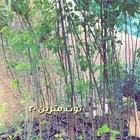 شتلات واشجار باسعار طيبه