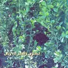 شتلات واشجار داخليه وخارجيه وفخار باسعار طيبه