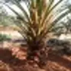 يوجد لدينا جميع انواع النخيل ا