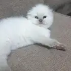 كتن للبيع المستعجل متجر سوسو