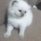 كتن هيملايا بعمر شهر متجر سوسو