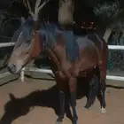 حصان انجلبزي