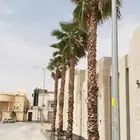 نخل واشنطني زينه من 1متر الا 10متر متوفر توصيل وزراعه