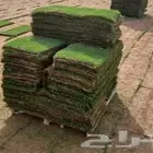 جميع انواع الثيل الطبيعي الفرنسي
