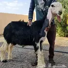 مشروع فحل نجدي
