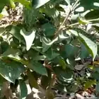 جوافه فراوله (الجوافه الفرنسي)