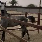 حصان شعبي