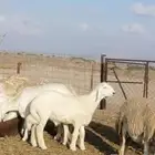 تم البيع