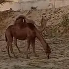 نياق لقح للبيع