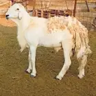 فحل حري من مراح صنف