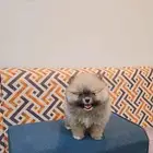 كلب بومرينيان تيدي فيس