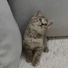 احتاج بسه للتبني