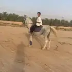 حصان اصفر كفو الكفو