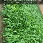 شتلات بونيكام إسباني بومباسا F1