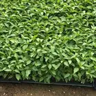 شتلات فلفل شقراء