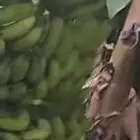 شتلات موز امريكي جراند