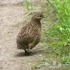 يوجد سمان مريعيات