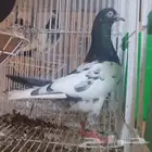 رام بوري زوج منتج