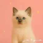 كيتن قطط صغيره للبيع