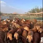 توفير ذبايح للصدقات والمناسبات وغيرها