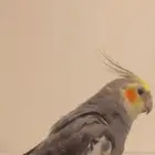 طير كروان مفقود في حي الشفاء امس الجمعة تاريخ 28 11 2025