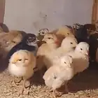 صيصان براهما وصيصان تركي فواخررر