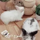 ارانب الانقورا متوفر تمارا