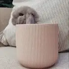 ارانب الهندلوب متوفر تمارا