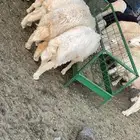 طليان جبره ونظيفه درجه اولى