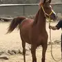 مهره شعبية شيييخة 