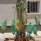 نخل جثايث نقايل فسايل شيشي برحي صقعي نخيل عربي واشنطني