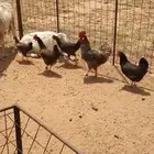 دجاج سبرايت بياض و بشاير
