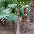 نخل وشنطن وعربي توريد وغرس اطيب النخيل