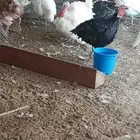 السلام عليكم ورحمة الله افلح من ذكر الله وصلي على النبي