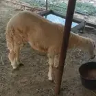 طارد خروف