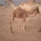 نقه خلفه البيع