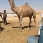 بعير باكستاني احمر